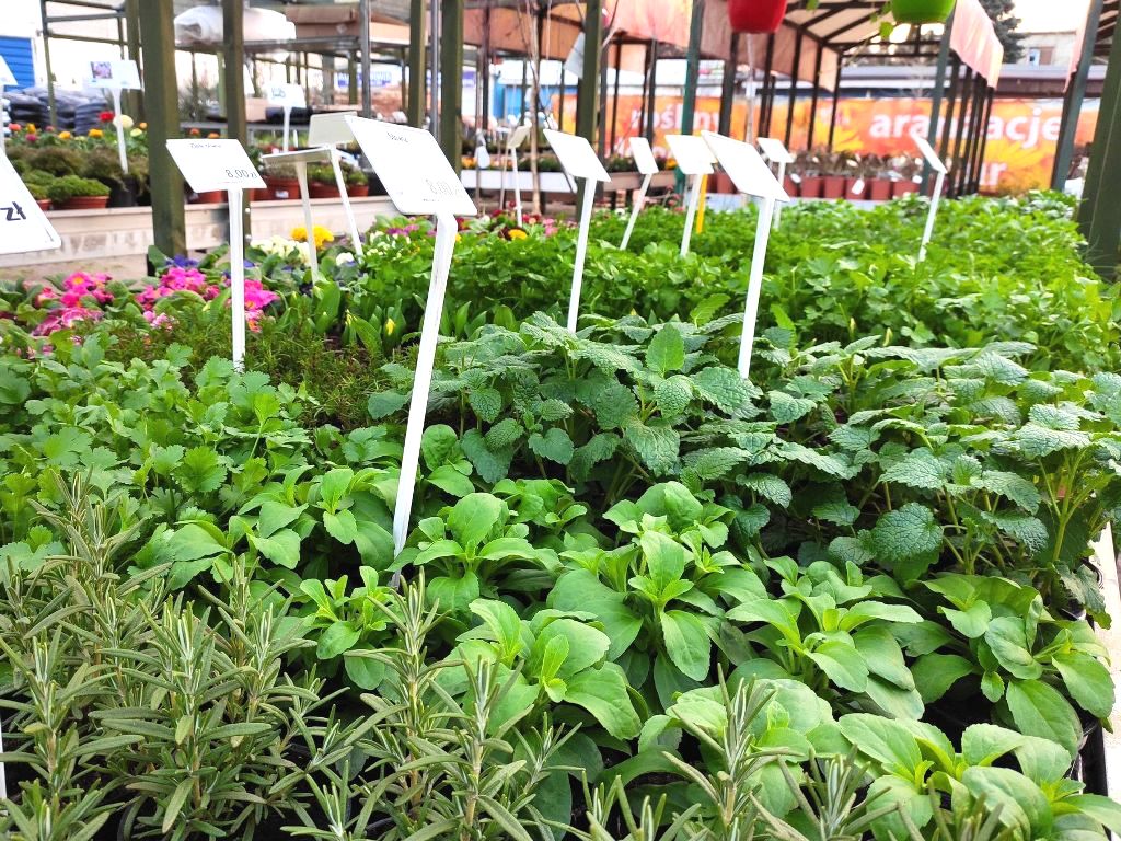 Plant (10).jpg